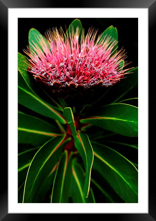 Sugarbush Protea Flower on black 3 Framed Mounted Print by Neil Overy