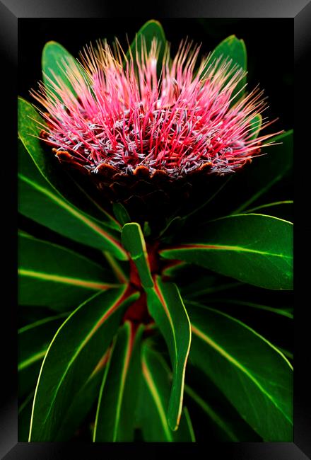Sugarbush Protea Flower on black 3 Framed Print by Neil Overy