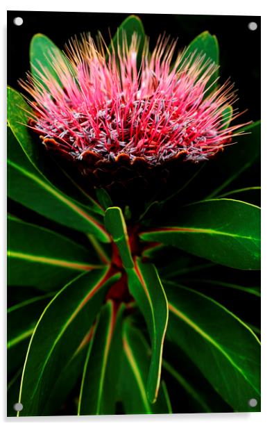 Sugarbush Protea Flower on black 3 Acrylic by Neil Overy
