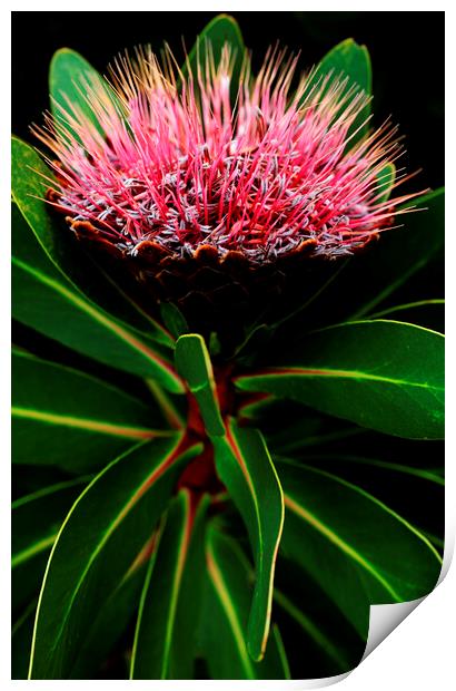 Sugarbush Protea Flower on black 3 Print by Neil Overy