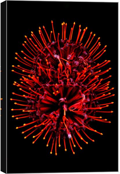 Scarlet Ribbon Pincushion Protea on black Canvas Print by Neil Overy