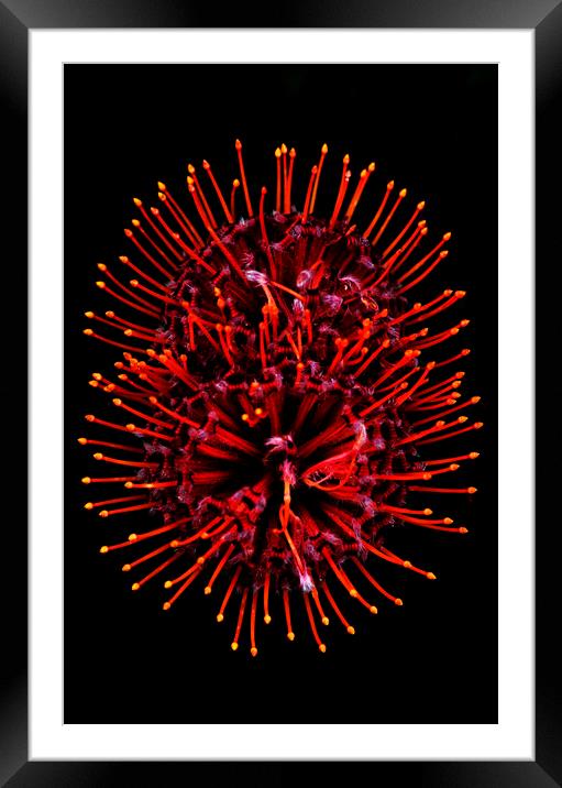 Scarlet Ribbon Pincushion Protea on black Framed Mounted Print by Neil Overy