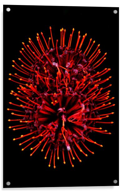 Scarlet Ribbon Pincushion Protea on black Acrylic by Neil Overy