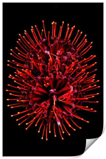 Scarlet Ribbon Pincushion Protea on black Print by Neil Overy