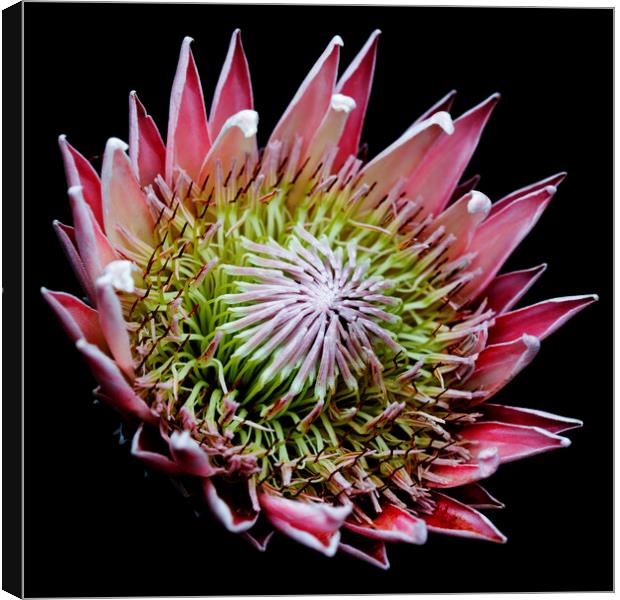 King Protea Flower on black 3 Canvas Print by Neil Overy