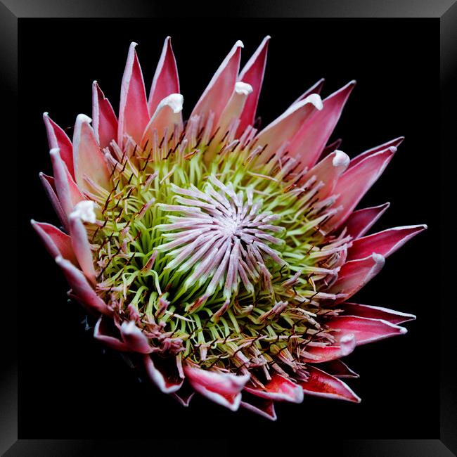 King Protea Flower on black 3 Framed Print by Neil Overy