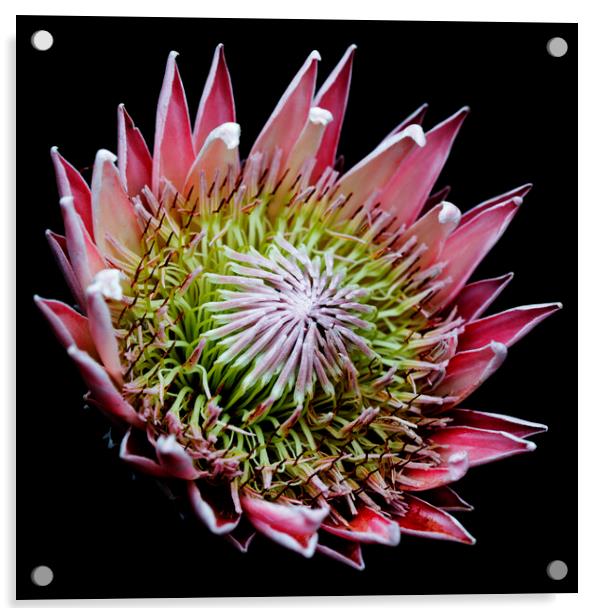 King Protea Flower on black 3 Acrylic by Neil Overy