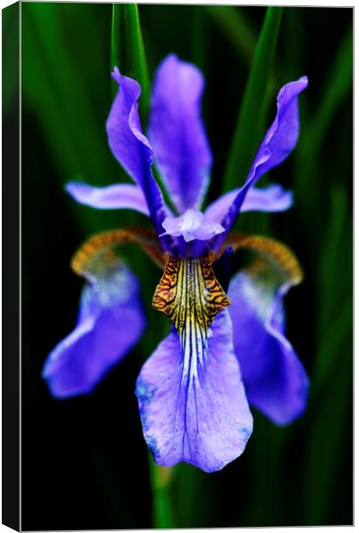 Purple Iris Flower on black Canvas Print by Neil Overy