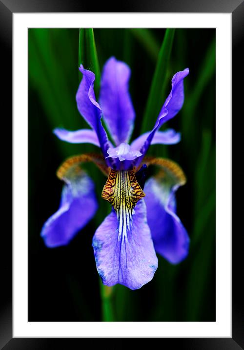 Purple Iris Flower on black Framed Mounted Print by Neil Overy