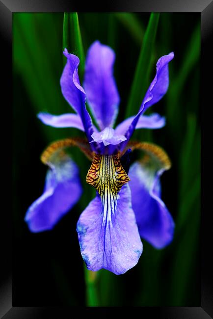 Purple Iris Flower on black Framed Print by Neil Overy