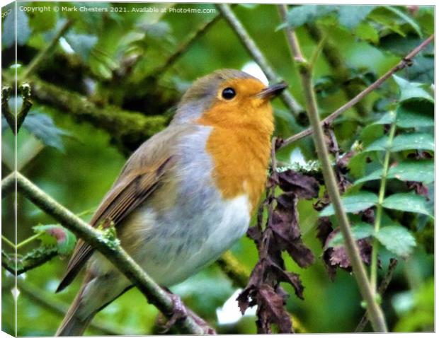 Majestic Robin Surveying the Outdoors Canvas Print by Mark Chesters