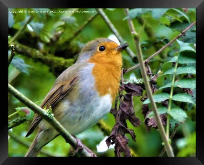 Majestic Robin Surveying the Outdoors Framed Print by Mark Chesters