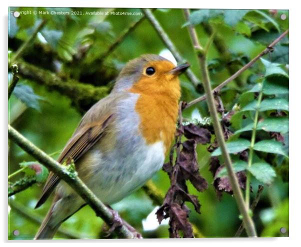 Majestic Robin Surveying the Outdoors Acrylic by Mark Chesters