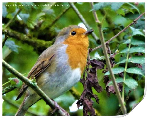 Majestic Robin Surveying the Outdoors Print by Mark Chesters