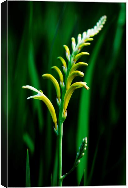 Cobra Lily on black 2 Canvas Print by Neil Overy