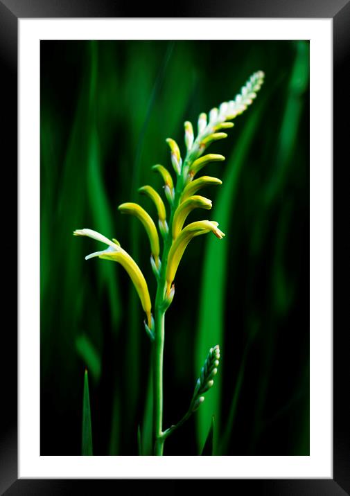 Cobra Lily on black 2 Framed Mounted Print by Neil Overy