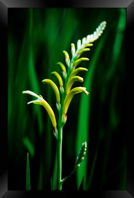 Cobra Lily on black 2 Framed Print by Neil Overy