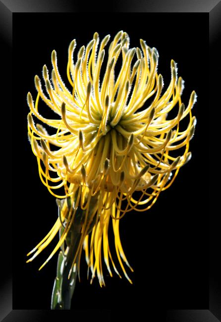 Yellow Rocket Pincushion Protea on black Framed Print by Neil Overy