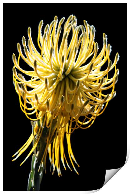 Yellow Rocket Pincushion Protea on black Print by Neil Overy