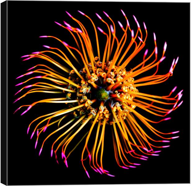 Catherine-Wheel Pincushion Protea on black Canvas Print by Neil Overy