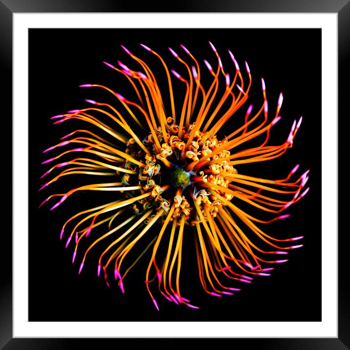 Catherine-Wheel Pincushion Protea on black Framed Mounted Print by Neil Overy