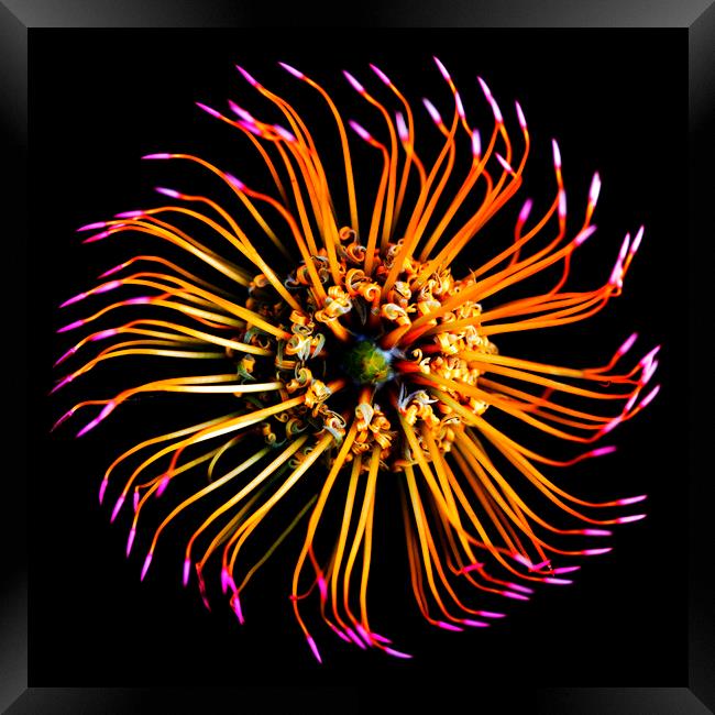 Catherine-Wheel Pincushion Protea on black Framed Print by Neil Overy