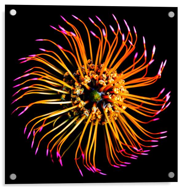 Catherine-Wheel Pincushion Protea on black Acrylic by Neil Overy