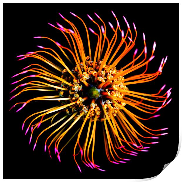 Catherine-Wheel Pincushion Protea on black Print by Neil Overy