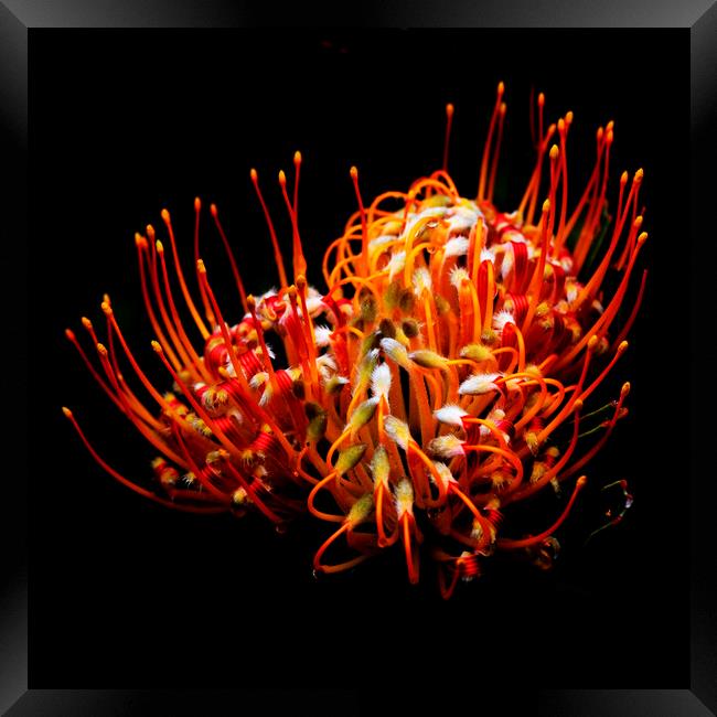 Common pincushion Protea on black 3 Framed Print by Neil Overy