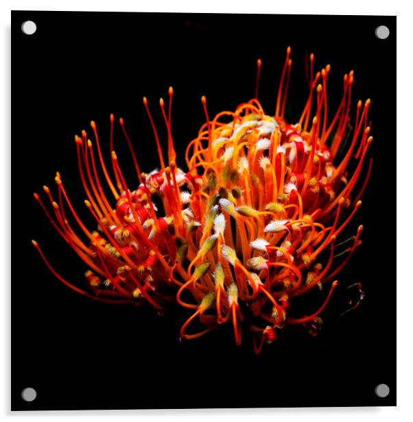 Common pincushion Protea on black 3 Acrylic by Neil Overy