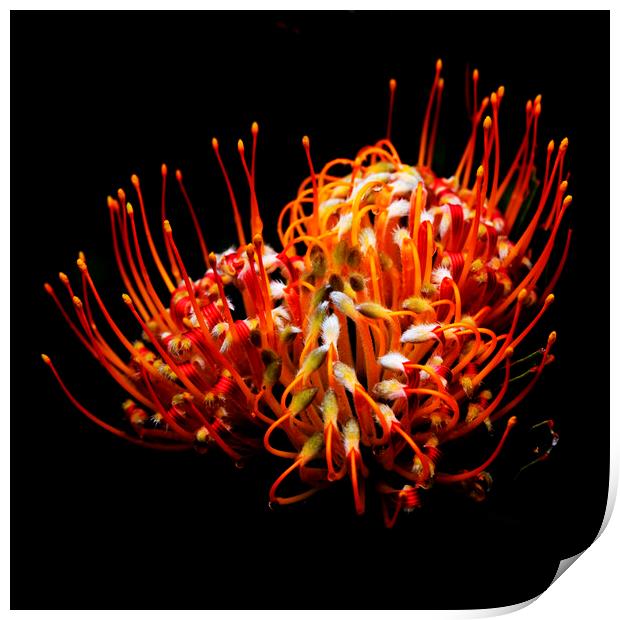 Common pincushion Protea on black 3 Print by Neil Overy