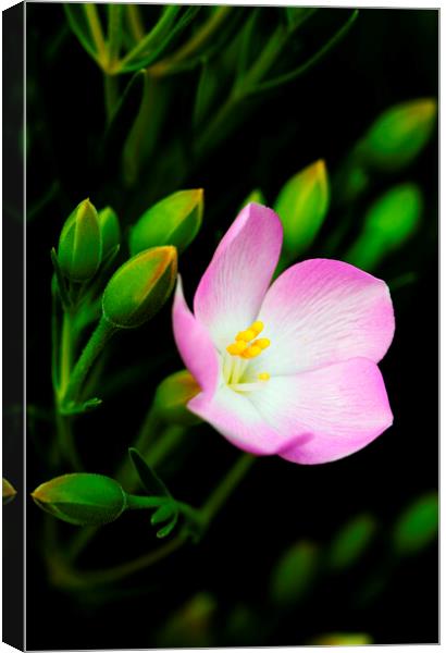 Sea Rose Flower on black 2 Canvas Print by Neil Overy