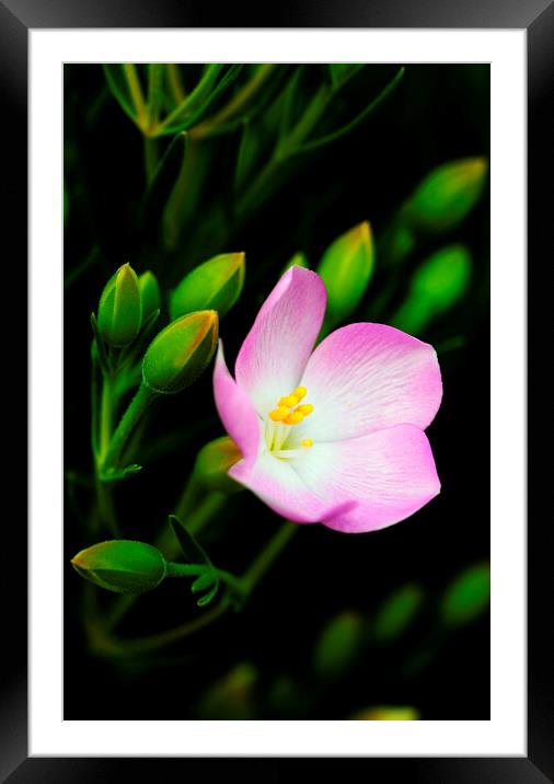 Sea Rose Flower on black 2 Framed Mounted Print by Neil Overy