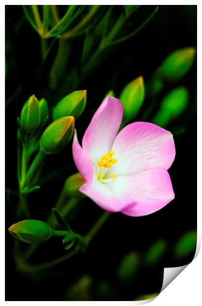 Sea Rose Flower on black 2 Print by Neil Overy