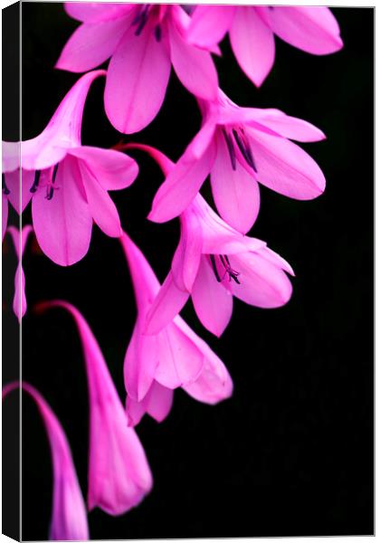Pink Watsonia on black Canvas Print by Neil Overy