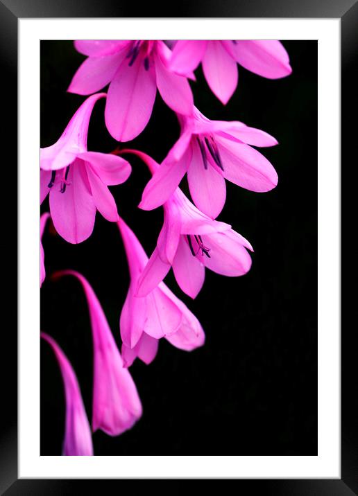 Pink Watsonia on black Framed Mounted Print by Neil Overy