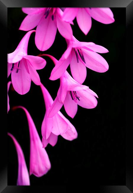 Pink Watsonia on black Framed Print by Neil Overy