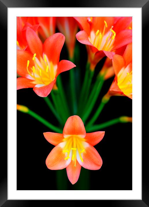 Bush Lily on black Framed Mounted Print by Neil Overy