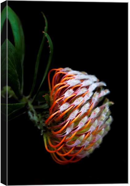 Pincushion Protea Glabrum on black 3 Canvas Print by Neil Overy