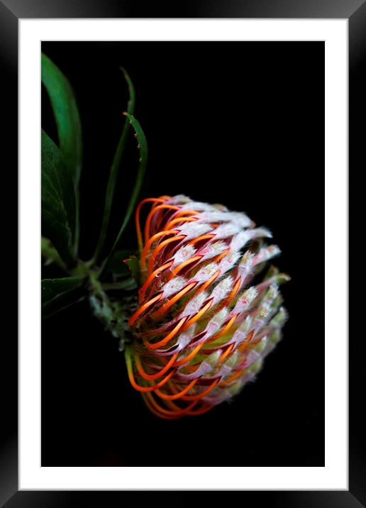 Pincushion Protea Glabrum on black 3 Framed Mounted Print by Neil Overy