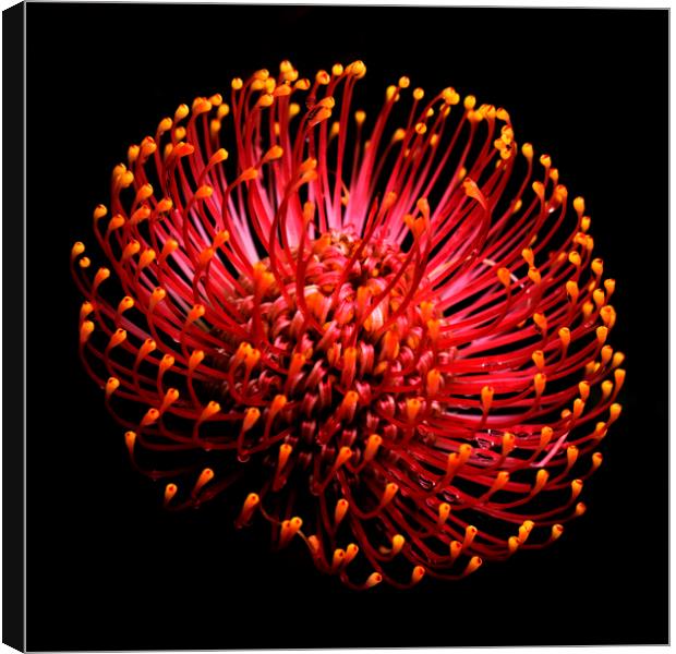 Common pincushion Protea on black 2 Canvas Print by Neil Overy