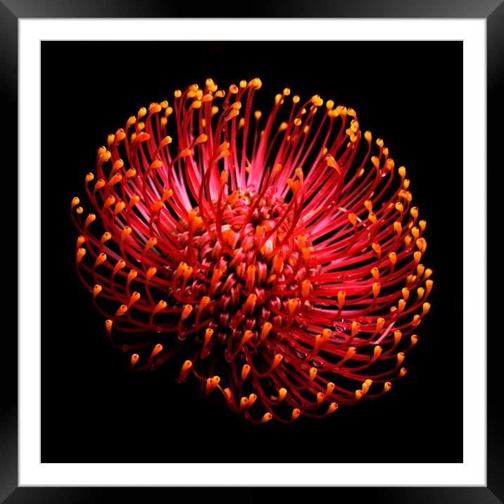 Common pincushion Protea on black 2 Framed Mounted Print by Neil Overy