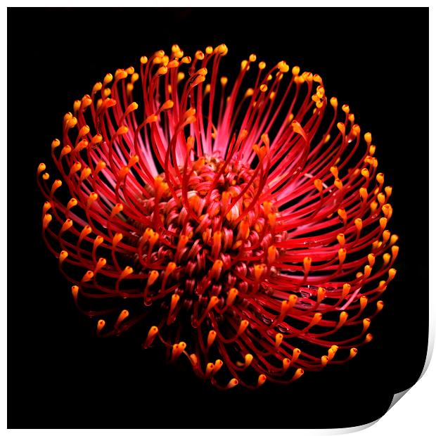 Common pincushion Protea on black 2 Print by Neil Overy