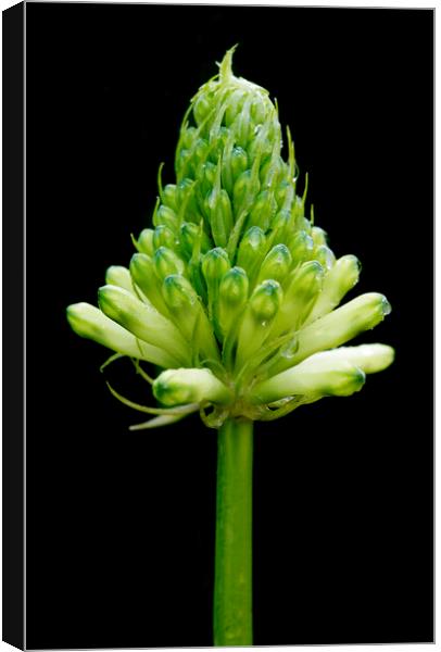 Fortest Lily 2 on black Canvas Print by Neil Overy