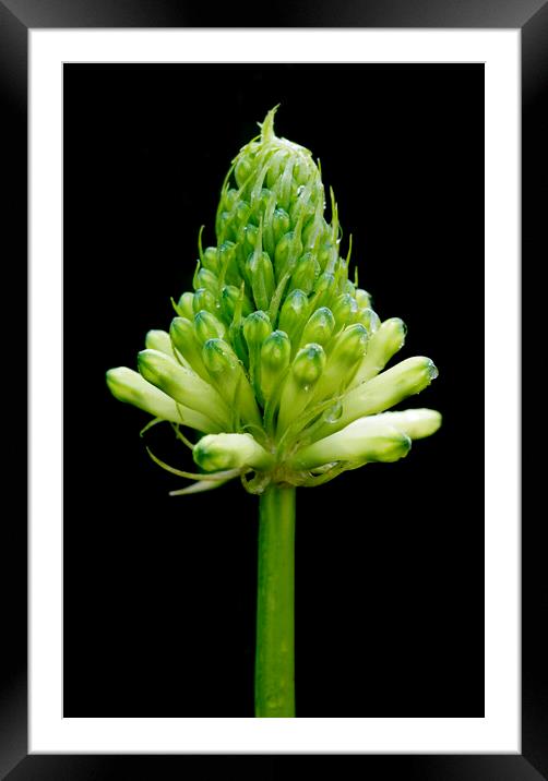 Fortest Lily 2 on black Framed Mounted Print by Neil Overy