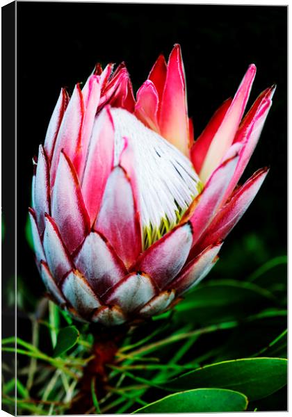 King Protea Flower on black 1 Canvas Print by Neil Overy