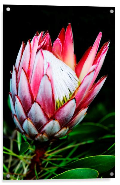 King Protea Flower on black 1 Acrylic by Neil Overy