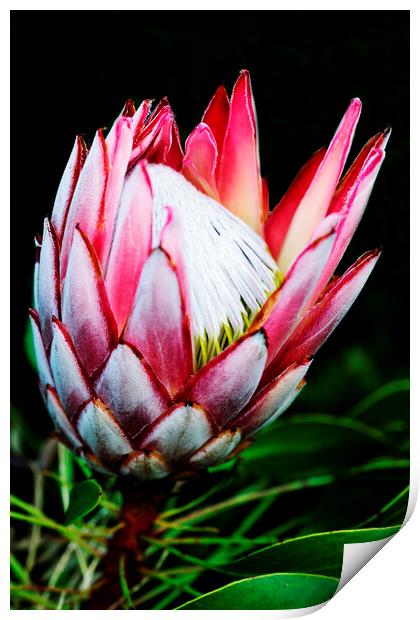 King Protea Flower on black 1 Print by Neil Overy