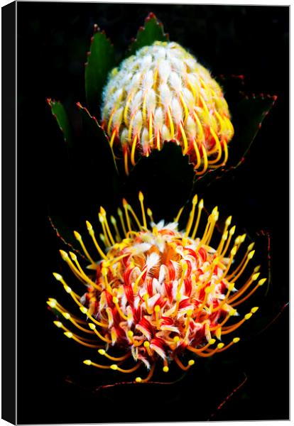 Pincushion Proteas Flowers on black Canvas Print by Neil Overy