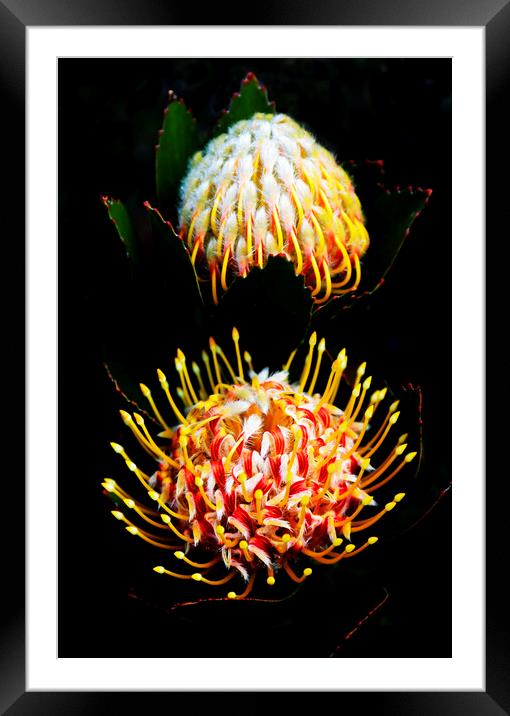 Pincushion Proteas Flowers on black Framed Mounted Print by Neil Overy